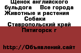 Щенок английского бульдога  - Все города Животные и растения » Собаки   . Ставропольский край,Пятигорск г.